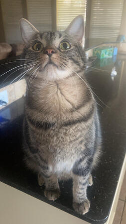 a tabby cat with green eyes, looking out a brightly lighten window
