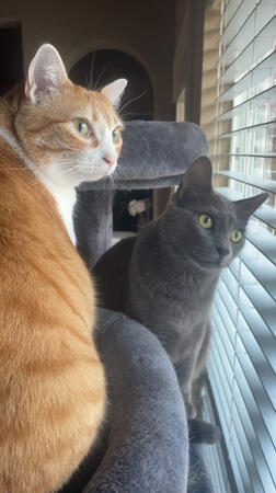 an orange and grey cat respectively staring out a window