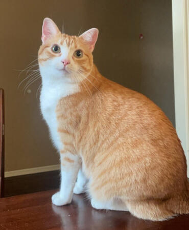 a small, orange and white tabby cat looking up at an item offscreen