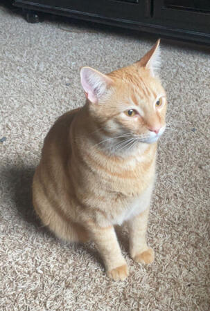 an orange tabby cat, sitting down
