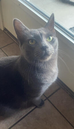 a grey kitten, specifically a chartreux, close up and blurry to the camera